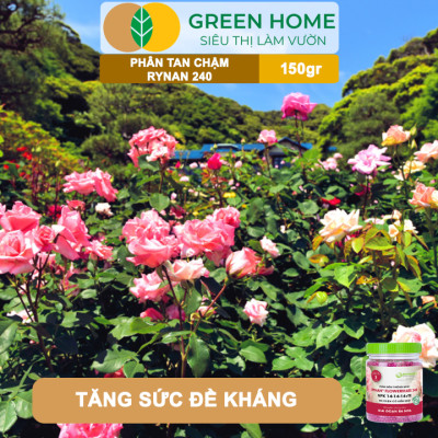 Phân Tan Chậm GreenHome, Rynan 240, Hũ 150gr, Dùng Cho Hoa Hồng Ra Hoa Đều Và Màu Sắc Rực Rỡ