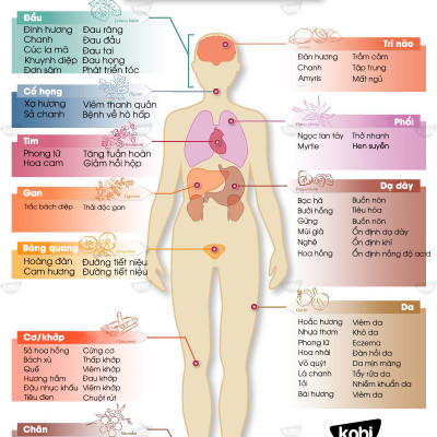 Tinh Dầu Cam Ngọt Kobi - Tinh Dầu Thiên Nhiên Nguyên Chất, Tinh Dầu Xông Phòng, Giúp Giảm Stress, Xua Đuổi Côn Trùng Và Khử Mùi Hiệu Quả, Thích Hợp Dùng Với Đèn Xông Và Máy Khuếch Tán Tinh Dầu (5ml)