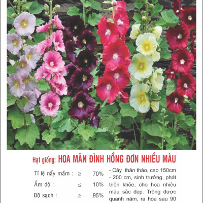 Hạt giống hoa MÃN ĐÌNH HỒNG cánh đơn nhiều màu VTP158