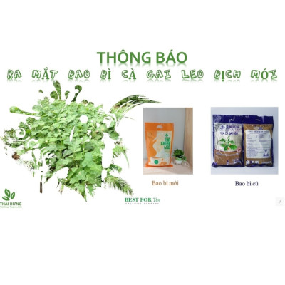 Trà Cà gai leo Thái Hưng  Thải độc gan, mát gan, giải rượu - Bịch 50 túi lọc 5g