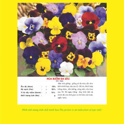 Hạt giống Hoa Bướm đa sắc - hoa Păng xê Mix - hoa Pansy nhiều màu VTP92