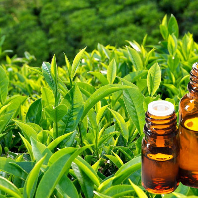 Tinh dầu Trà Xanh (Green Tea) nguyên chất từ thiên nhiên, xông phòng, khử mùi, thơm phòng, đuổi muỗi - KingOil