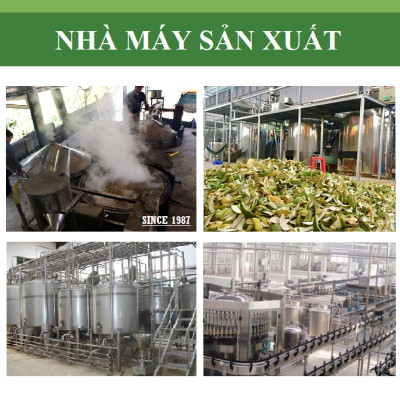 Tinh dầu Trà Trắng 100ml nguyên chất từ thiên nhiên, xông phòng, khử mùi, thơm phòng, đuổi muỗi - KingOil