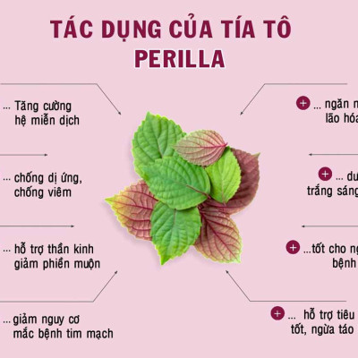 Bột tía tô nguyên chất FTAKY - Hộp 100g