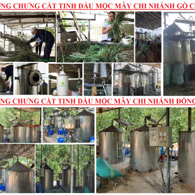 Tinh dầu Táo 100ml Mộc Mây - tinh dầu thiên nhiên nguyên chất 100% - chất lượng và mùi hương vượt trội - Có kiểm định