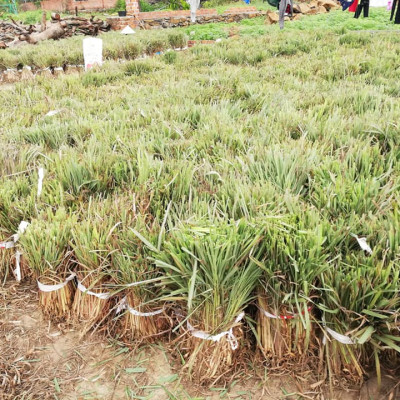 Tinh dầu Sả Java 100ml Mộc Mây - tinh dầu thiên nhiên nguyên chất 100% - chất lượng và mùi hương vượt trội