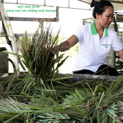 Tinh dầu Sả Java 100ml Mộc Mây - tinh dầu thiên nhiên nguyên chất 100% - chất lượng và mùi hương vượt trội