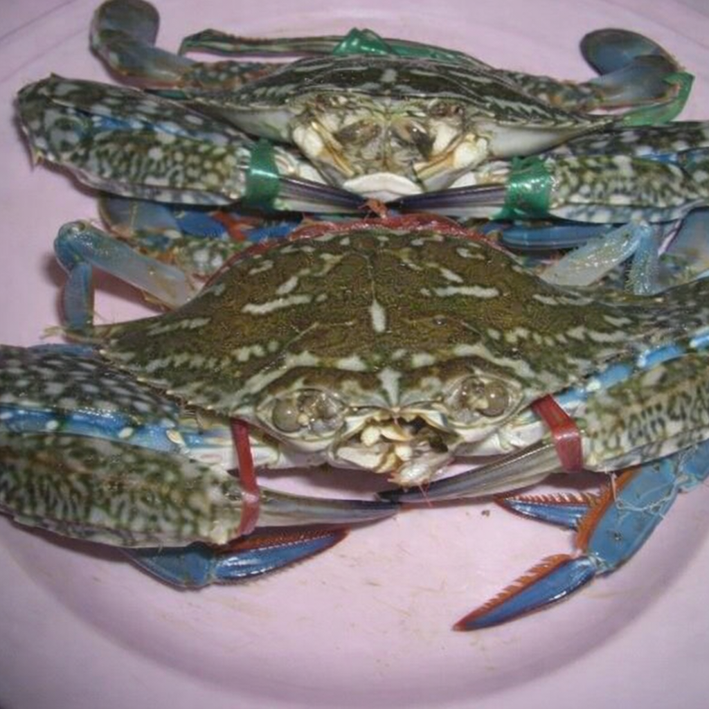 Ghẹ biển tươi sống Hà Tiên