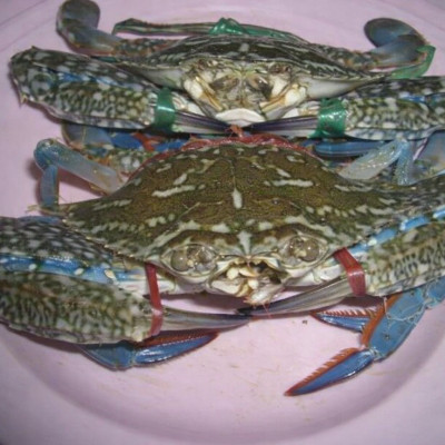 Ghẹ biển tươi sống Hà Tiên