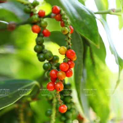 Lịch Sử Cây Hồ Tiêu