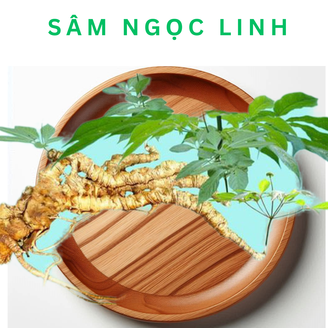 Lá Sâm Ngọc Linh là gì? Đặc điểm của lá Sâm Ngọc Linh