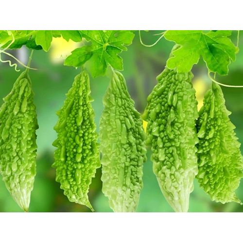 Khổ Qua - Thuốc Đắng Dã Tật