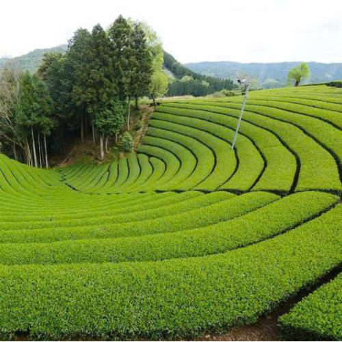 Matcha – Tinh Túy Trà Xanh Nhật Bản