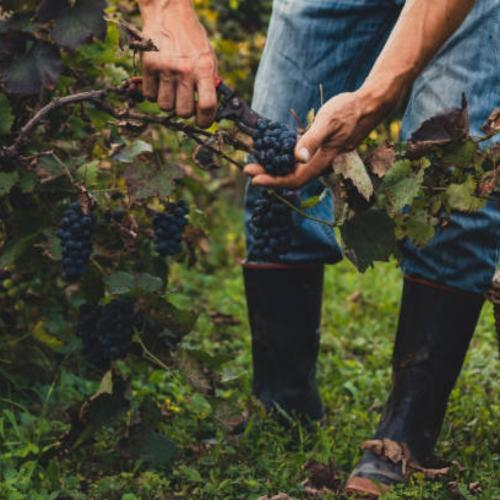 Những Vùng Trồng Nhỏ Nổi Tiếng Ở Nước Pháp Hoa Lệ