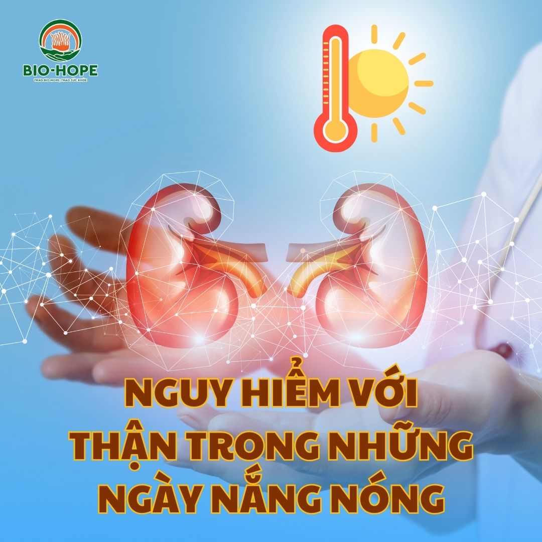 Thận Có Thể Gặp Nguy Trong Những Ngày Nắng Nóng Và Bí Quyết Vàng Giúp Bảo Vệ Thận