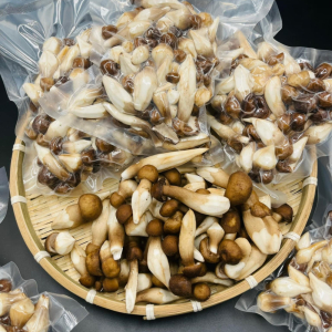Nấm Mối Đen