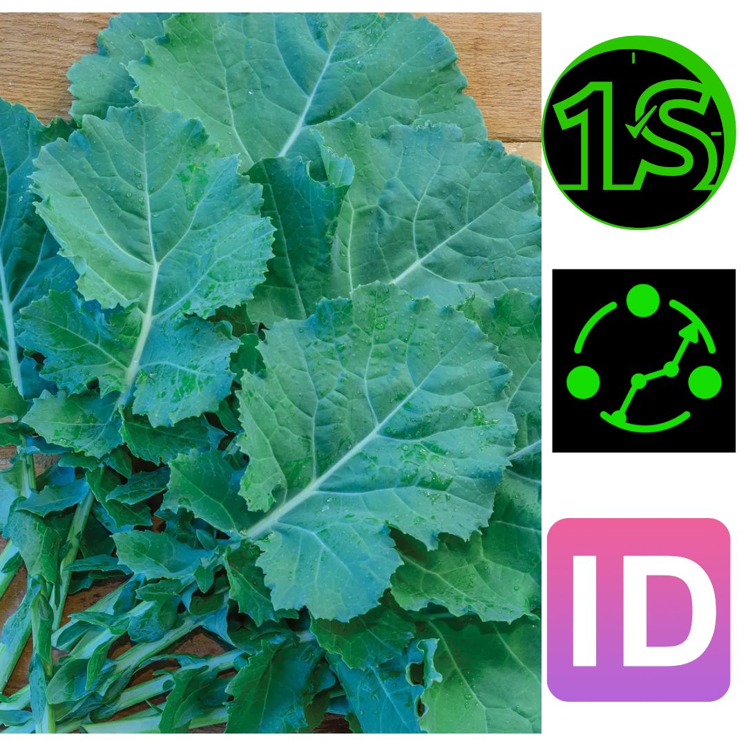 Cải kale thủ tướng