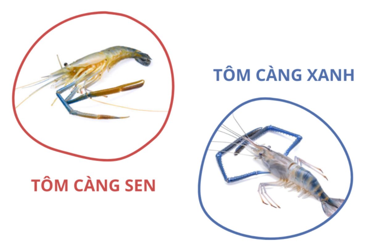 Cách phân biệt tôm càng sen và tôm càng xanh
