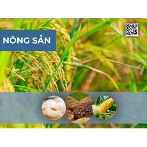 Gian Hàng Số Tỉnh An Giang Tại VNIS2025 | Triển Lãm Kết Nối Chuỗi Cung Ứng Quốc Tế