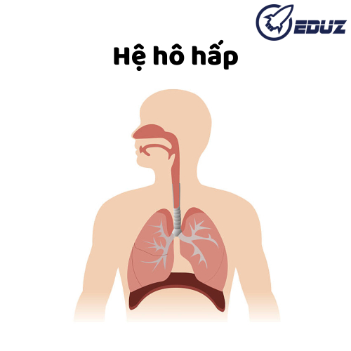 Sơ Cứu Thường Thức: Hệ Hô Hấp Có Vai Trò Gì?