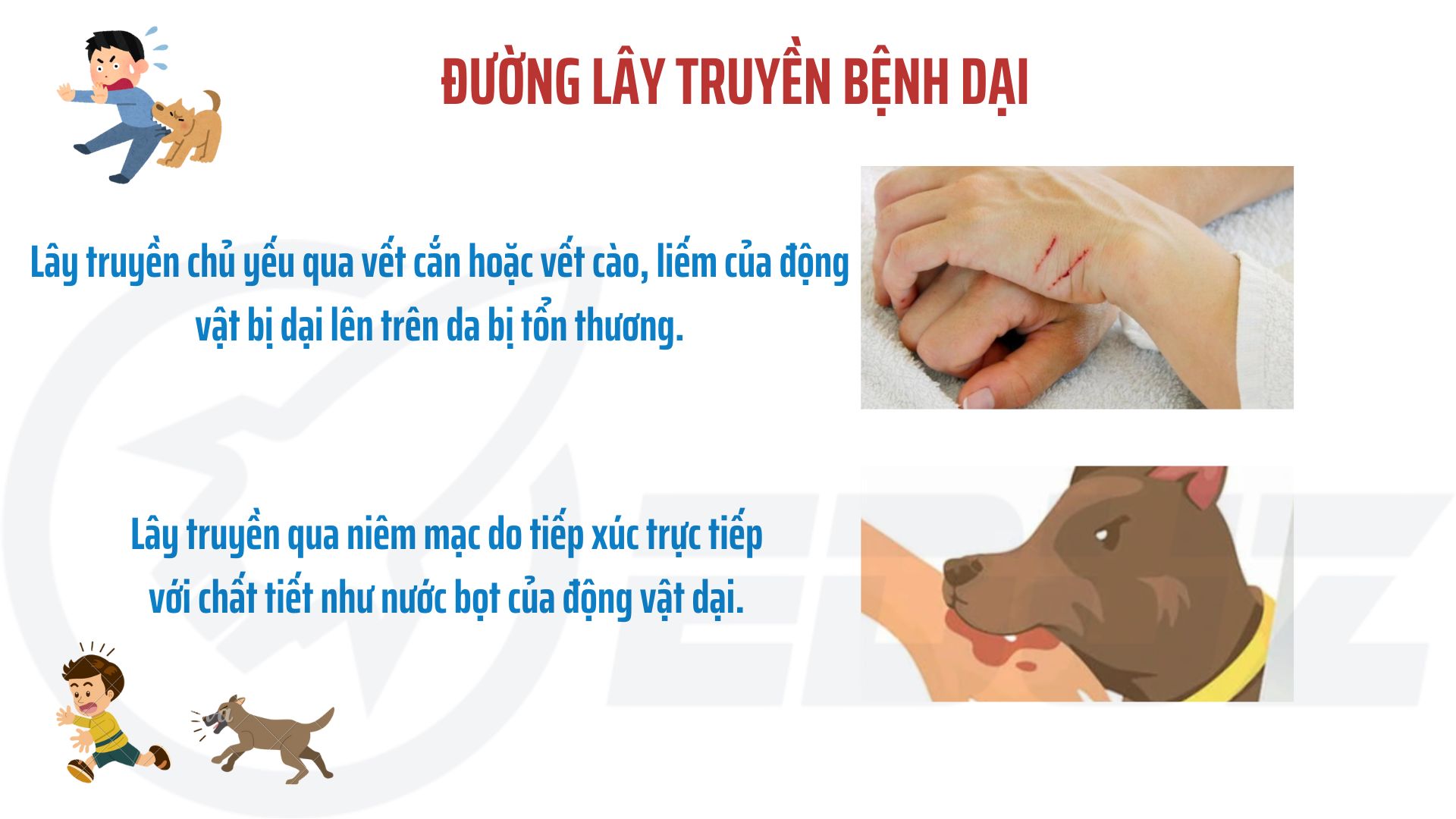 4. Đường truyền lây bệnh dại