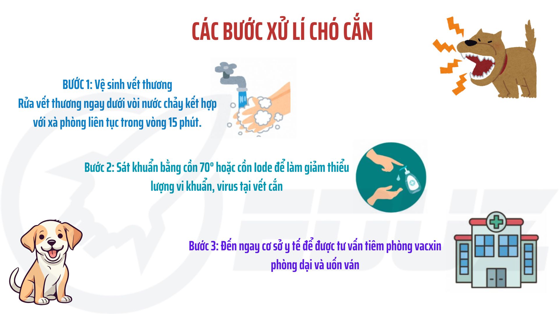 1. Các bước xử lí chó cắn