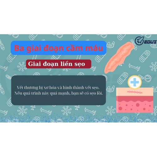 2.	Các quá trình liền sẹo