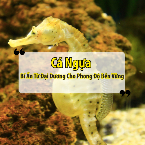 Cá Ngựa – Bí Ẩn Từ Đại Dương Cho Phong Độ Bền Vững