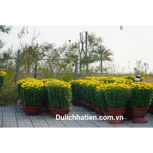 Vẻ Đẹp Của Chợ Hoa Xuân Những Ngày Giáp Tết Ất Tỵ