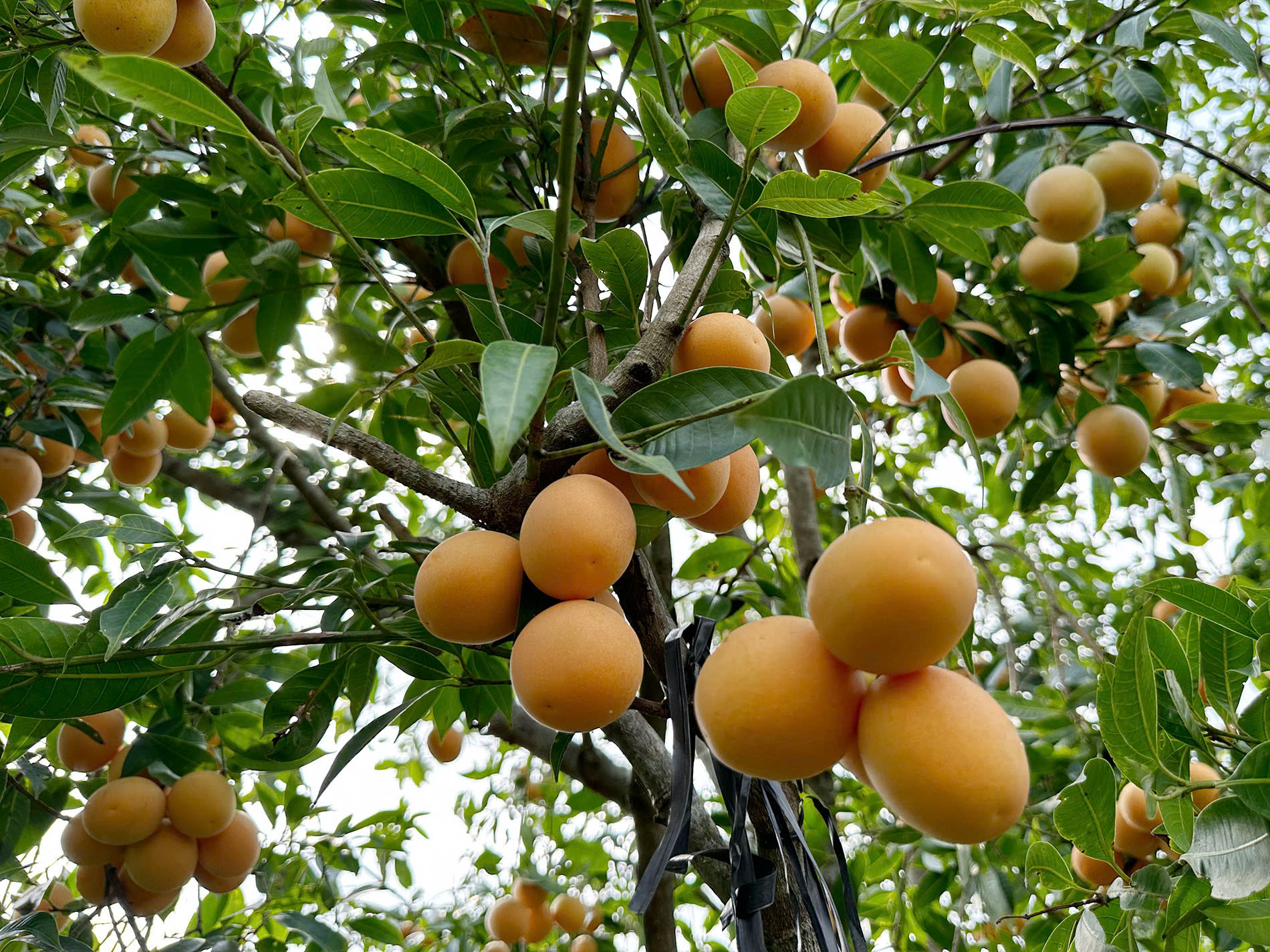 Mùa Thanh Trà Hà Tiên